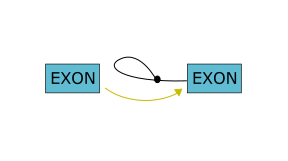 Fine-Tuned RNA Language Models for Branch Point Prediction